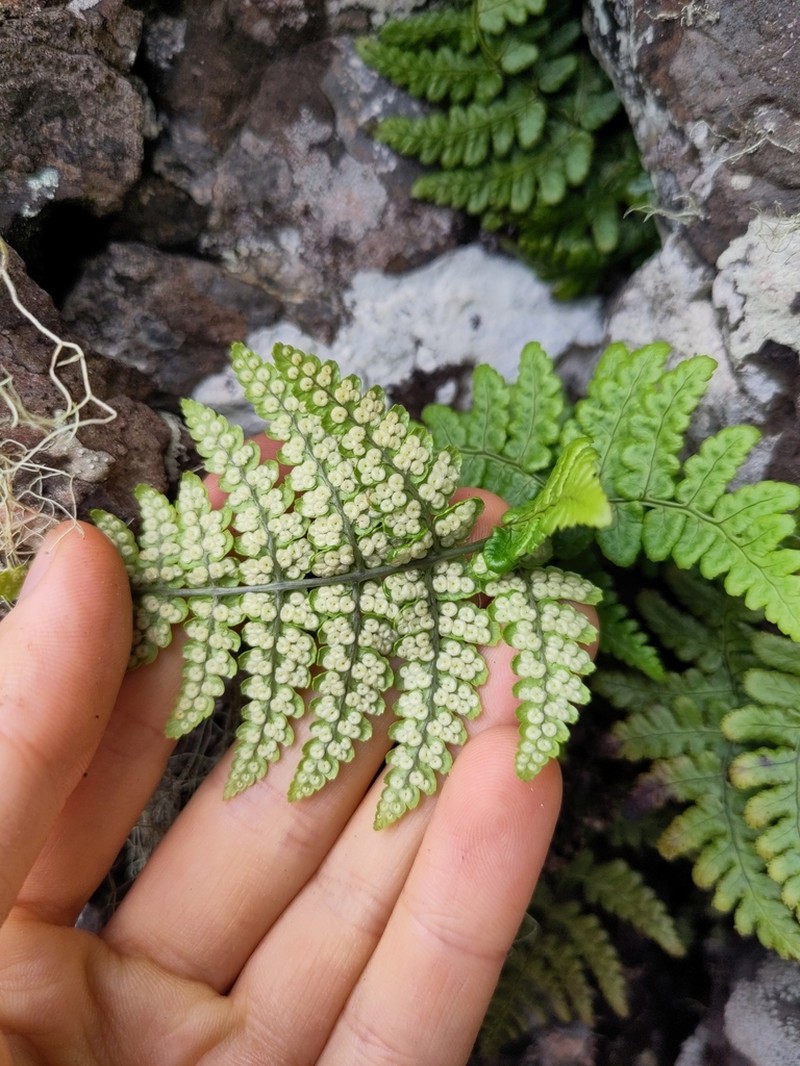 Dryopteris napoleonis photo 5