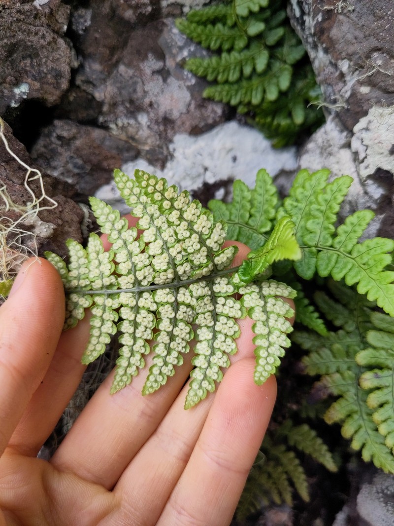 Dryopteris napoleonis photo 6