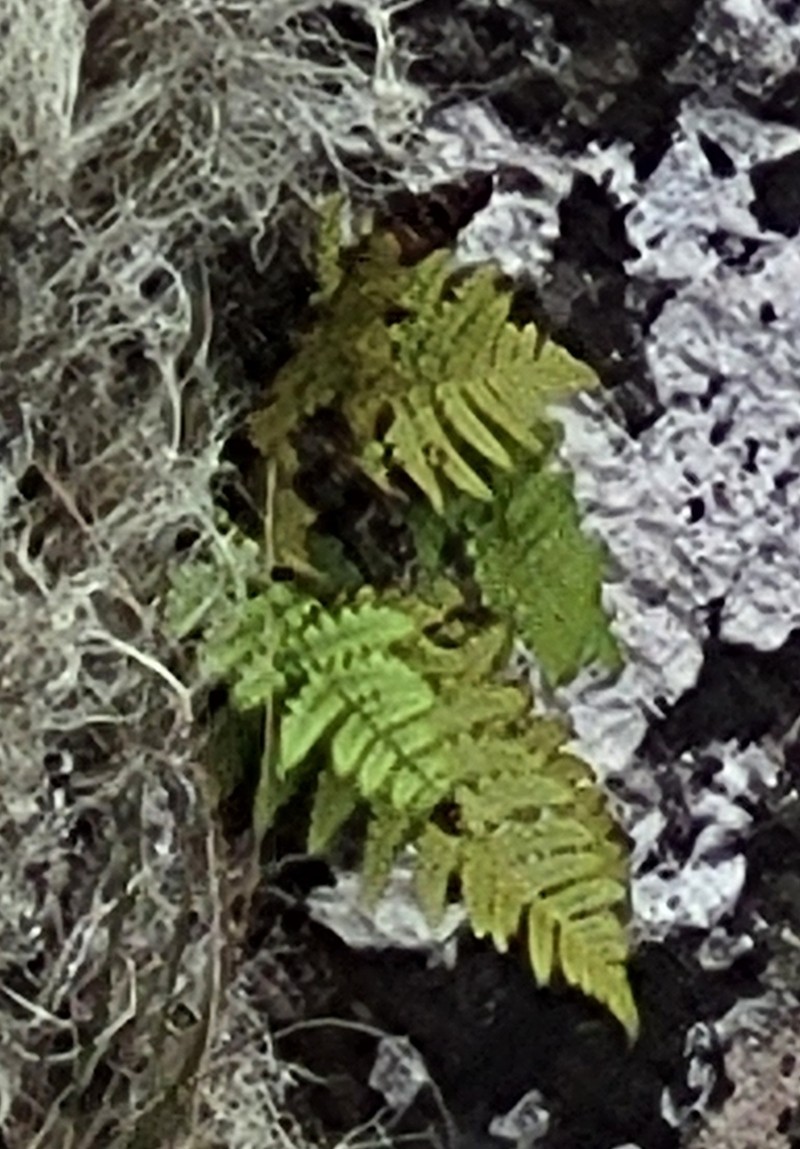 Dryopteris napoleonis photo 7