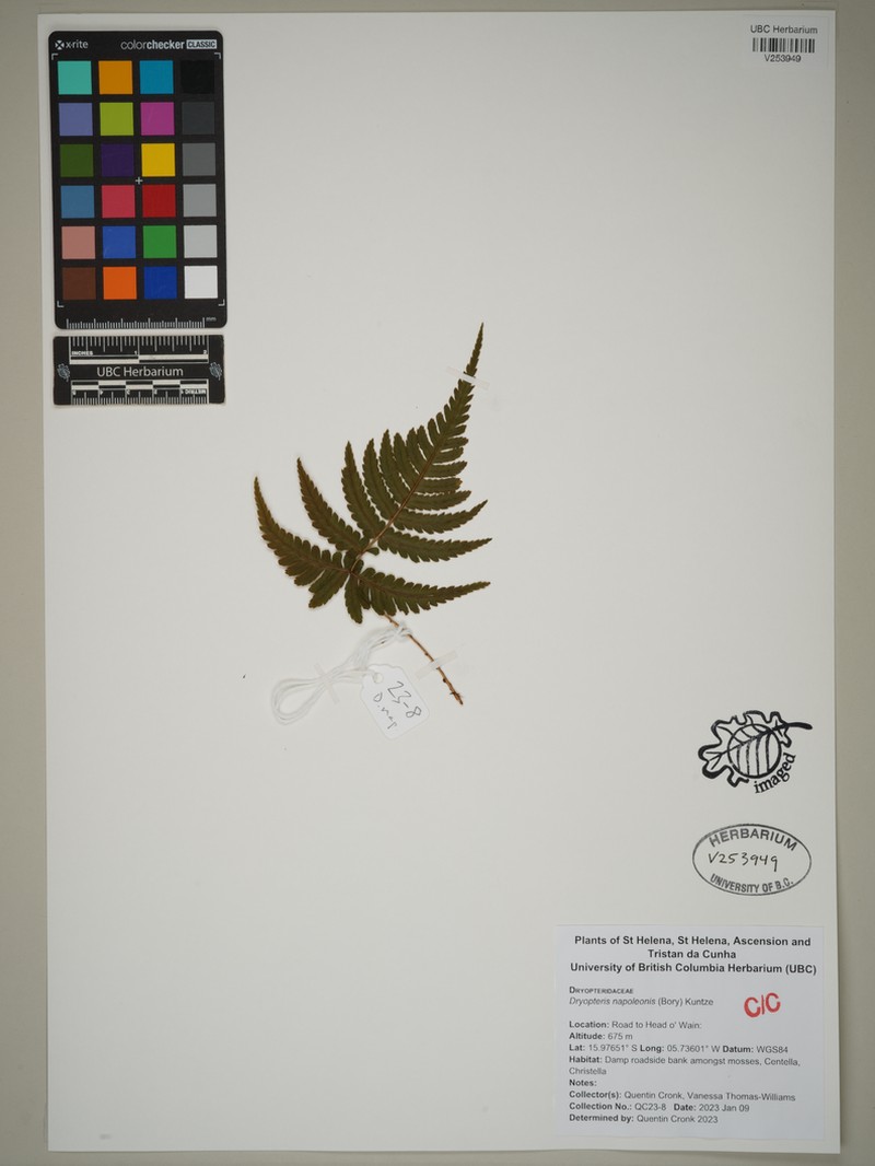 Dryopteris napoleonis photo 8