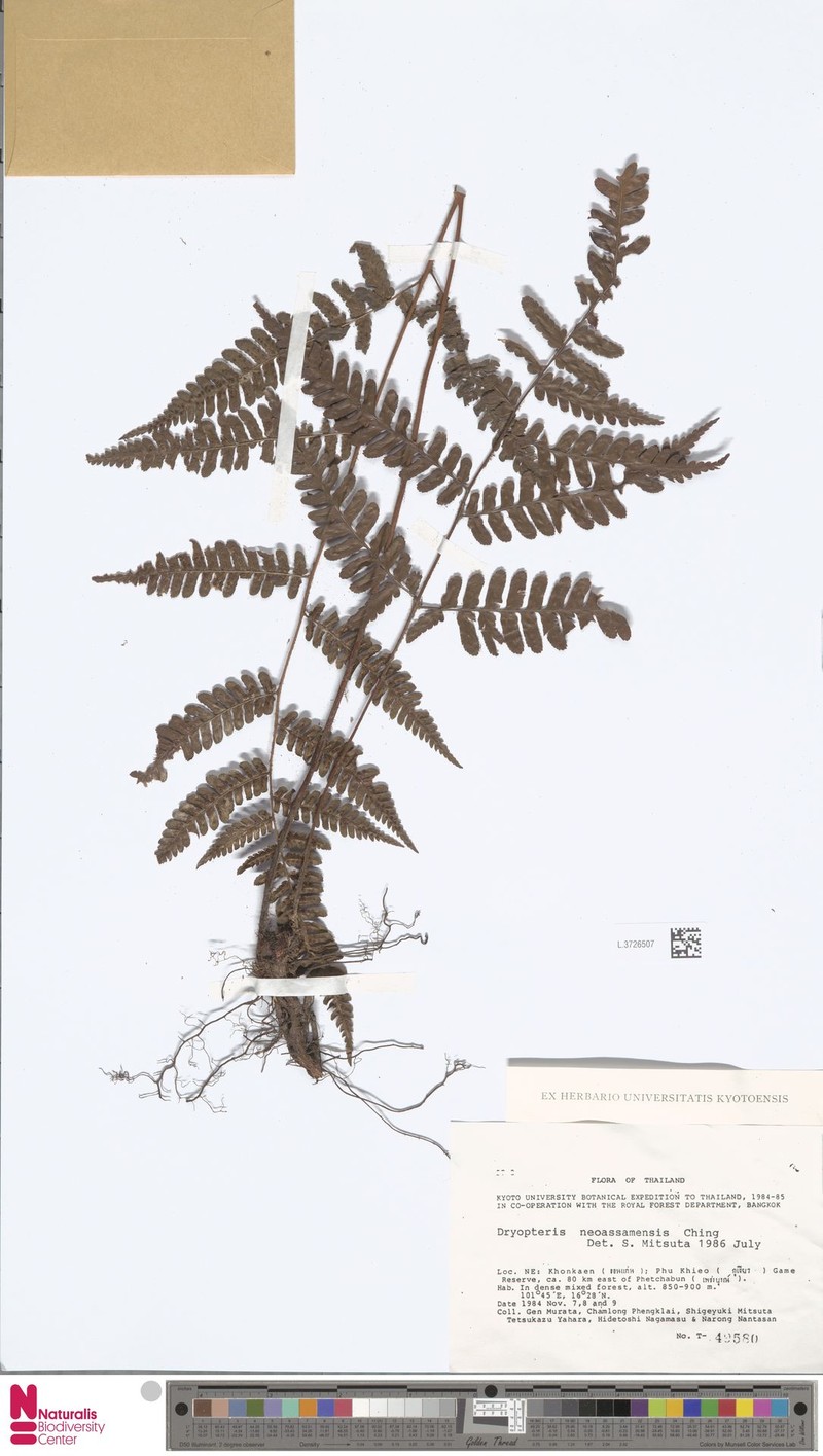 Dryopteris neoassamensis