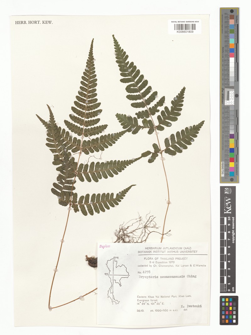 Dryopteris neoassamensis photo 2