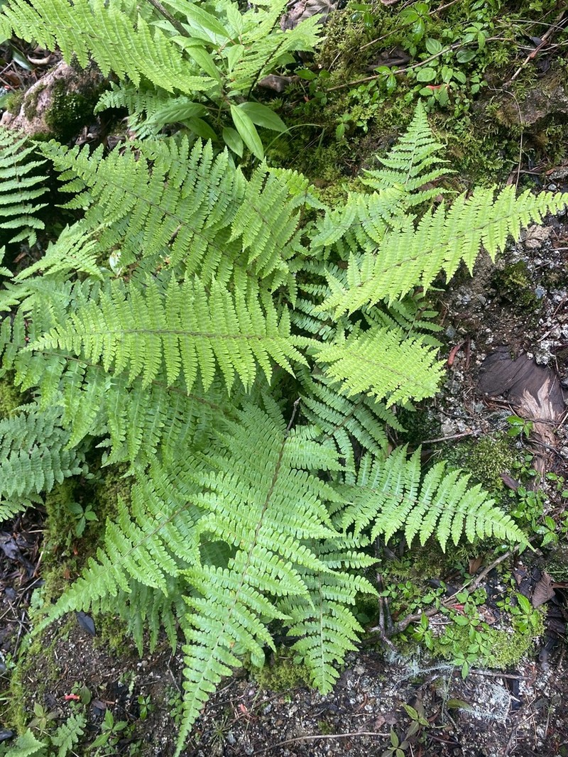 Dryopteris nidus photo 2