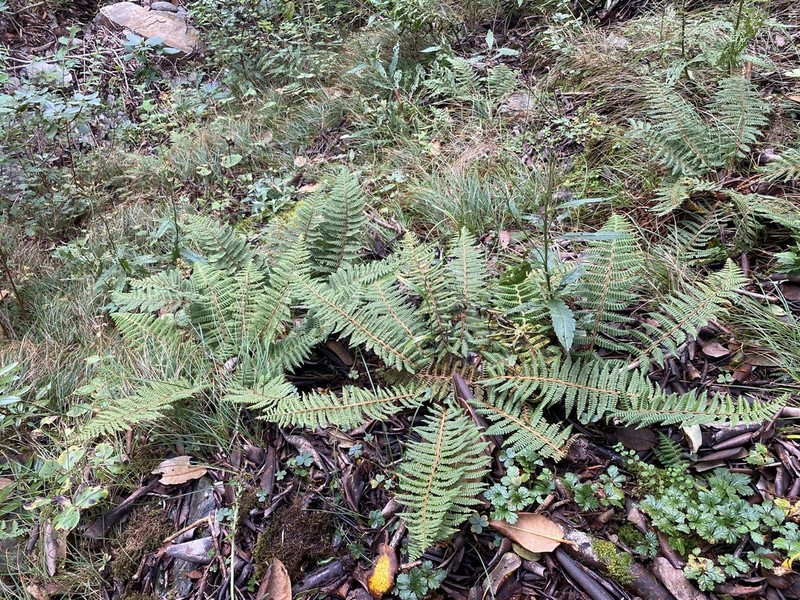 Dryopteris nidus photo 3