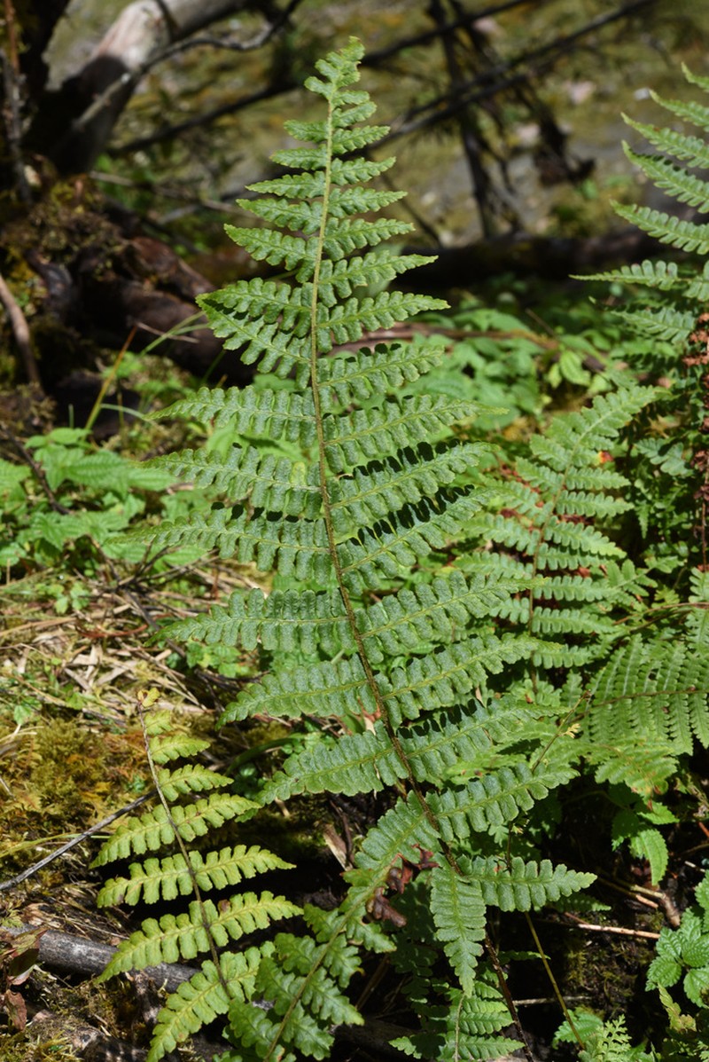 Dryopteris nidus photo 4