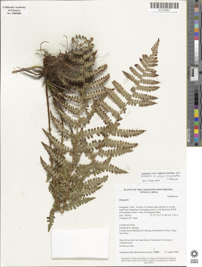 Dryopteris nidus photo 5