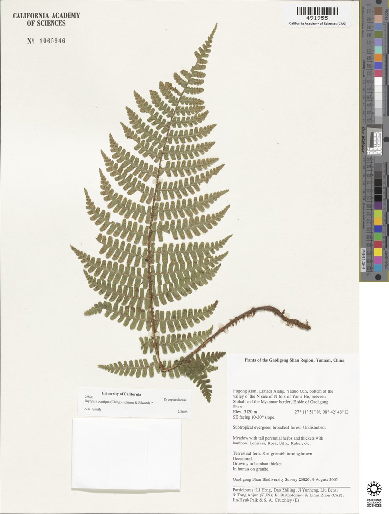 Dryopteris nidus photo 6