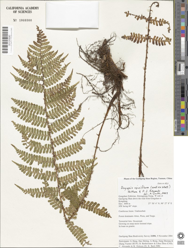 Dryopteris nidus photo 7