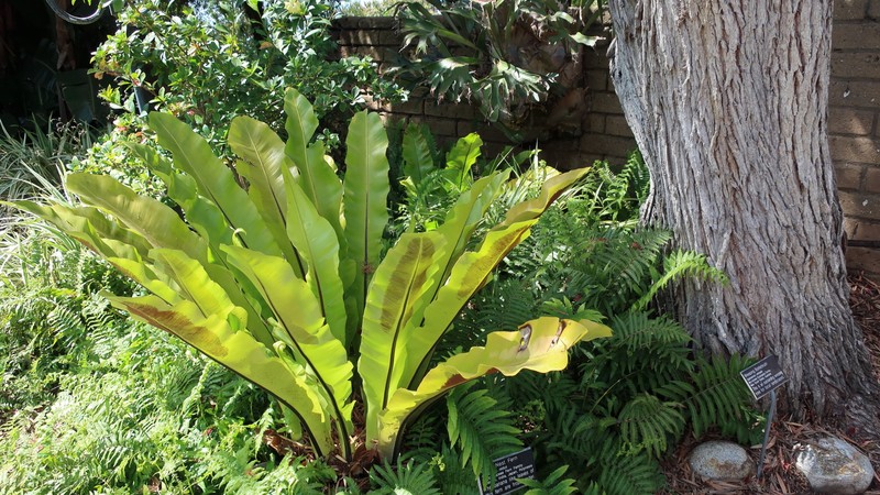 Dryopteris nidus