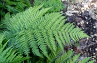 Dryopteris nigropaleacea