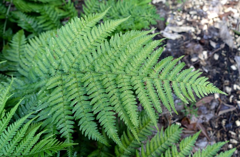 Dryopteris nigropaleacea