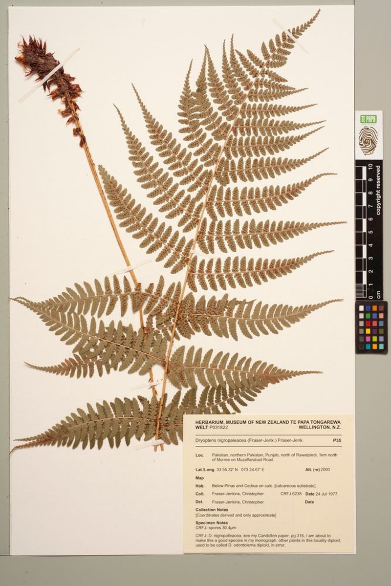 Dryopteris nigropaleacea photo 2