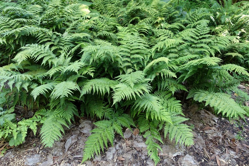 Dryopteris nigropaleacea photo 3