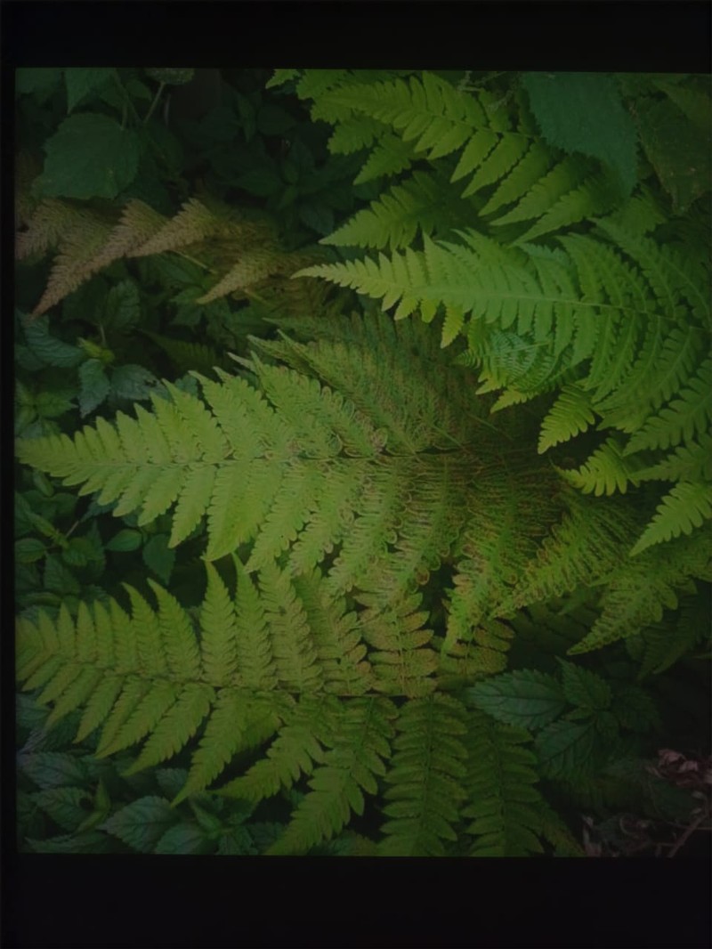 Dryopteris nigropaleacea photo 4