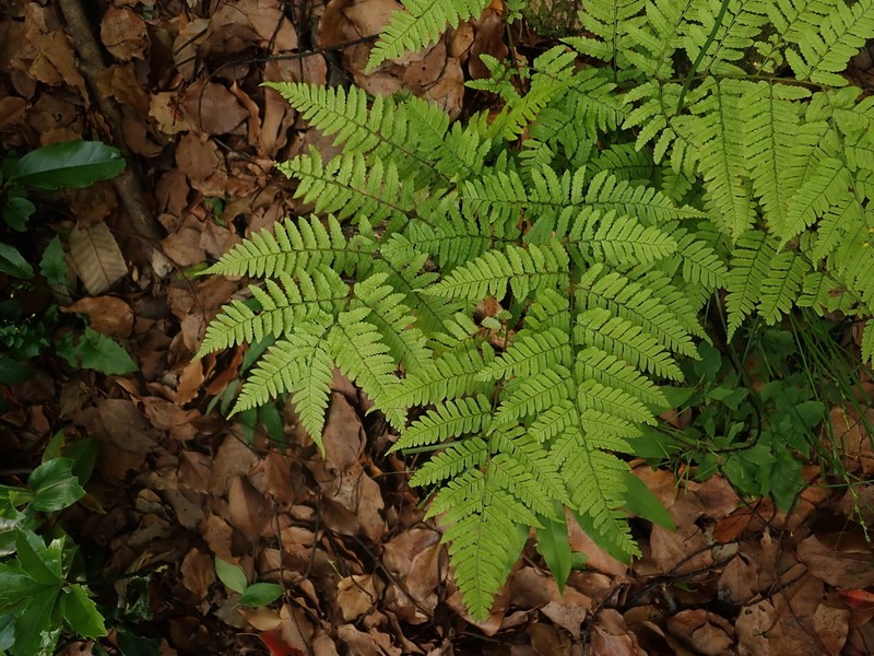 Dryopteris nipponensis