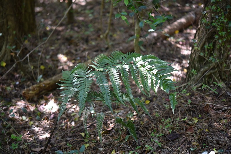 Dryopteris nipponensis photo 2