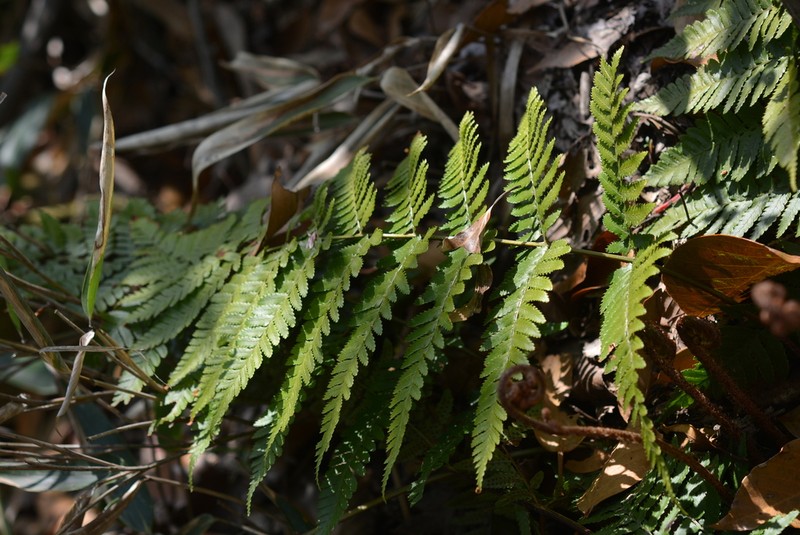 Dryopteris nipponensis photo 3