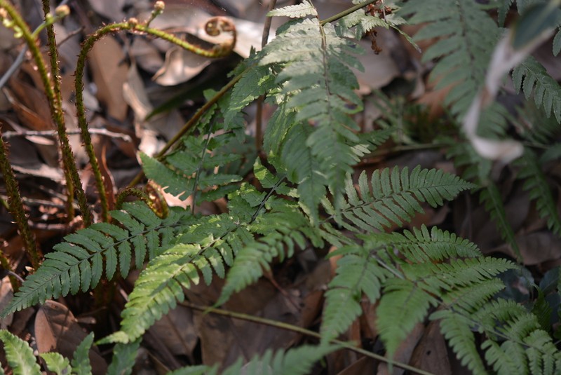 Dryopteris nipponensis photo 4