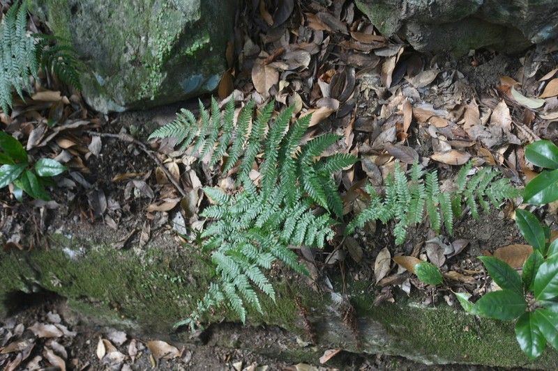 Dryopteris nipponensis photo 5
