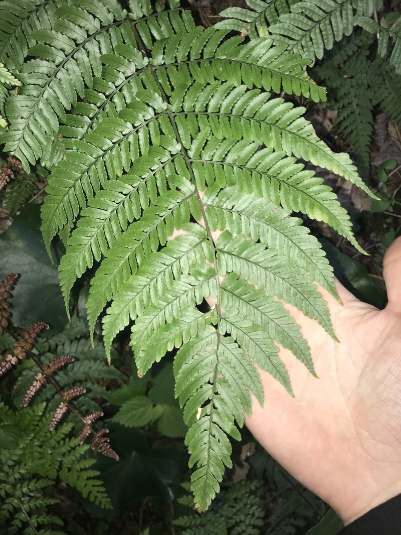 Dryopteris nipponensis photo 6