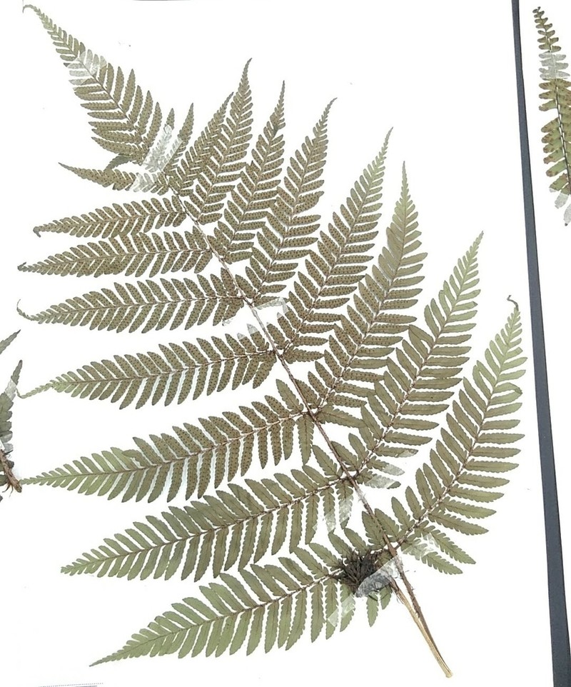 Dryopteris nipponensis photo 7
