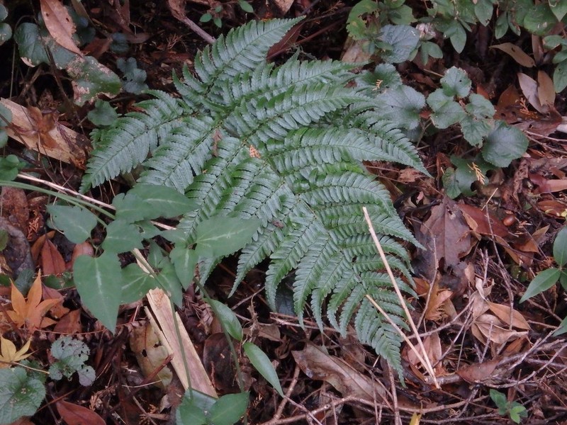 Dryopteris nipponensis photo 8