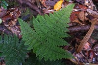 Dryopteris nodosa