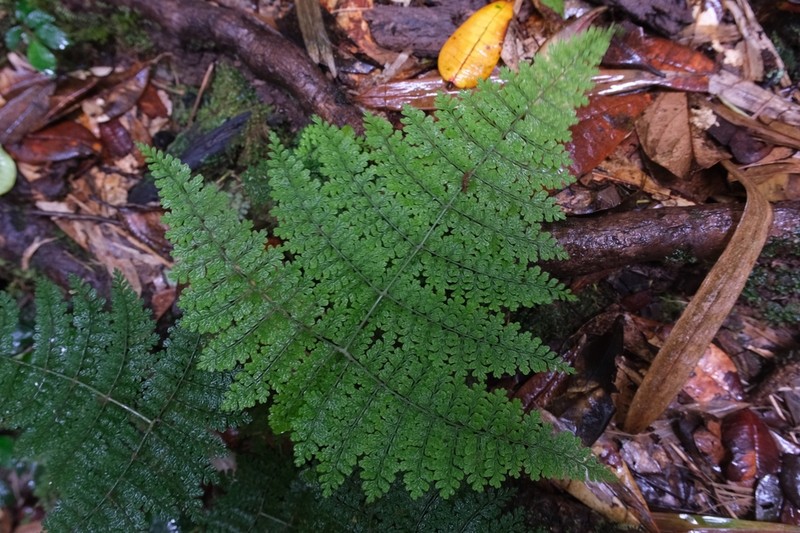 Dryopteris nodosa