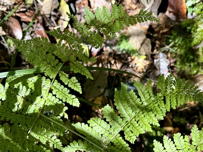 Dryopteris nodosa photo 2