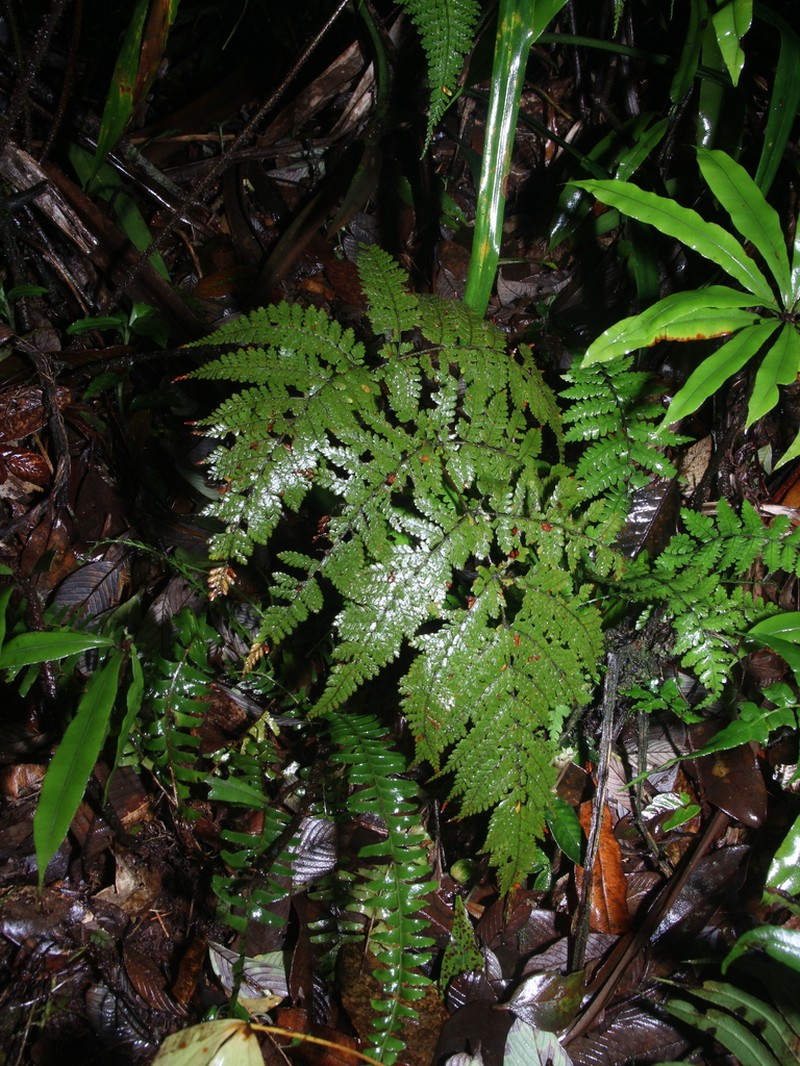 Dryopteris nodosa photo 3
