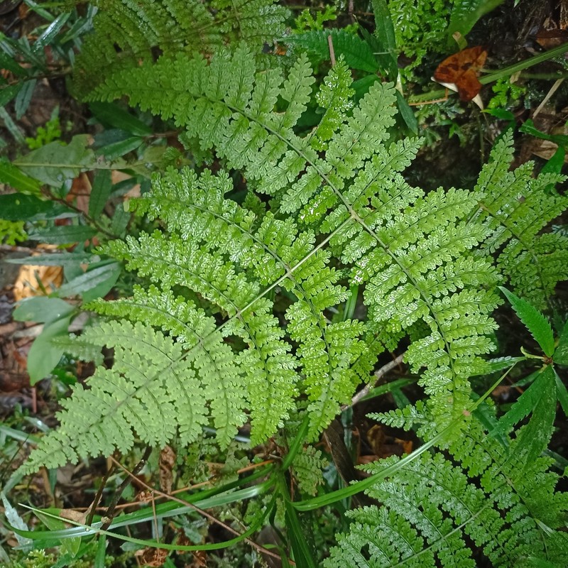Dryopteris nodosa photo 4