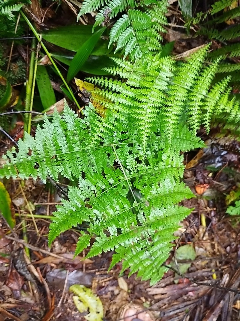 Dryopteris nodosa photo 5