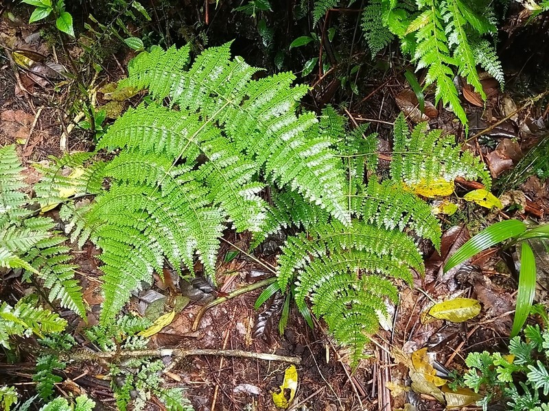 Dryopteris nodosa photo 6