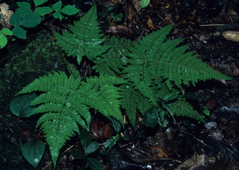 Dryopteris nodosa photo 7