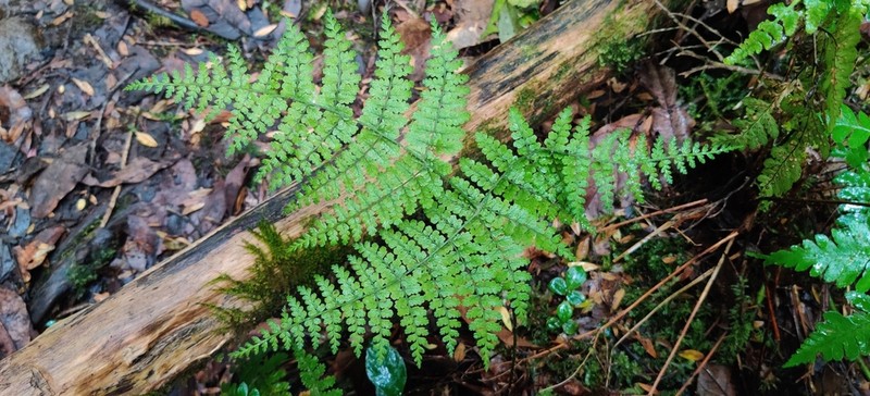 Dryopteris nodosa photo 8