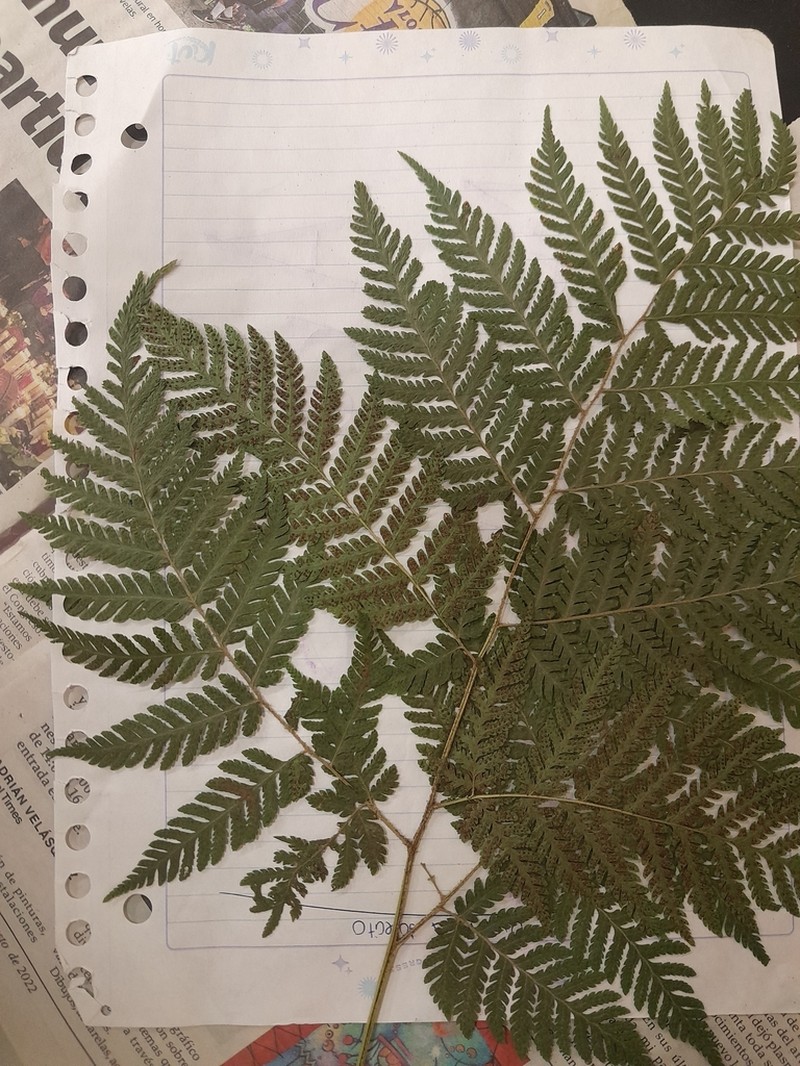 Dryopteris nubigena