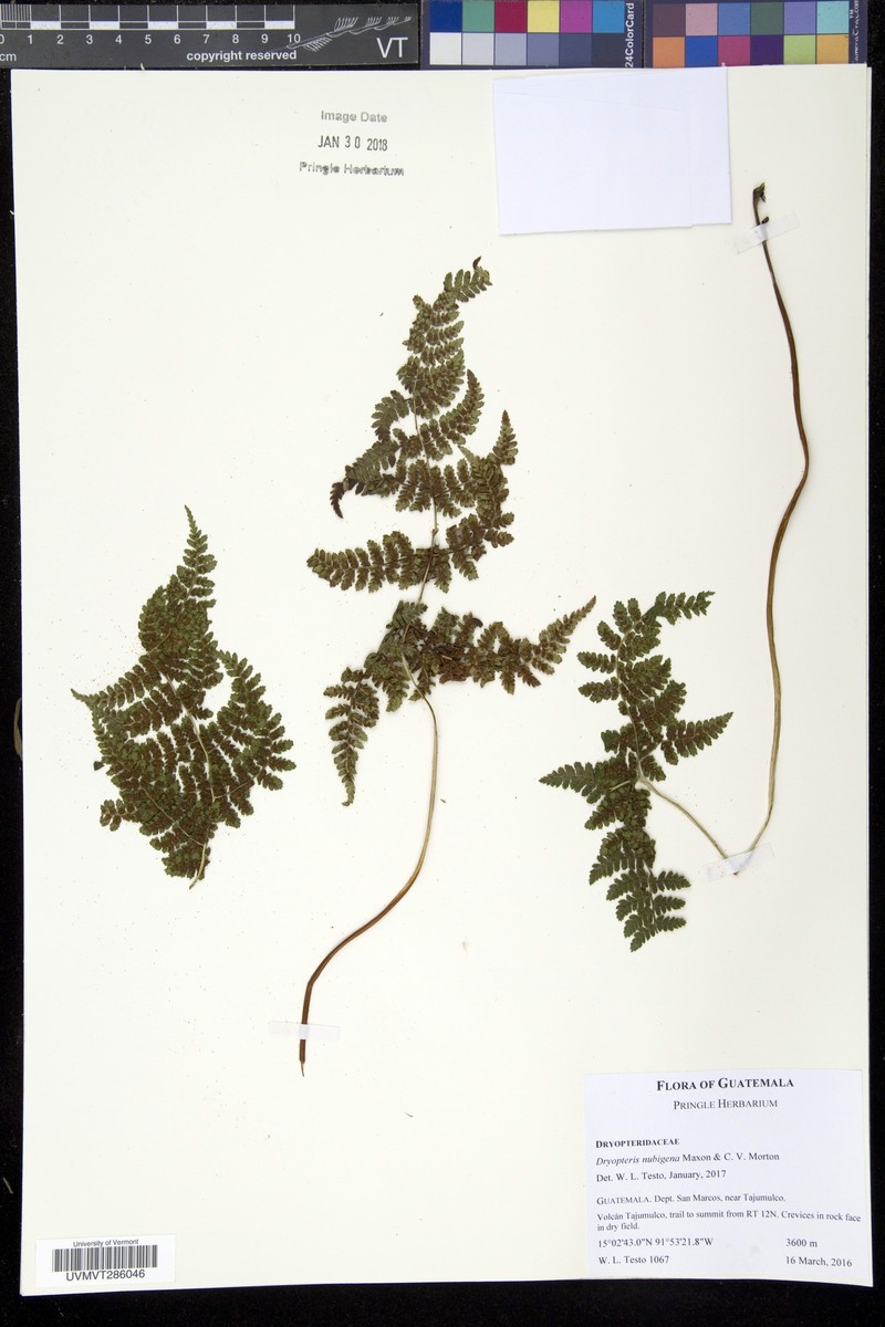 Dryopteris nubigena photo 2
