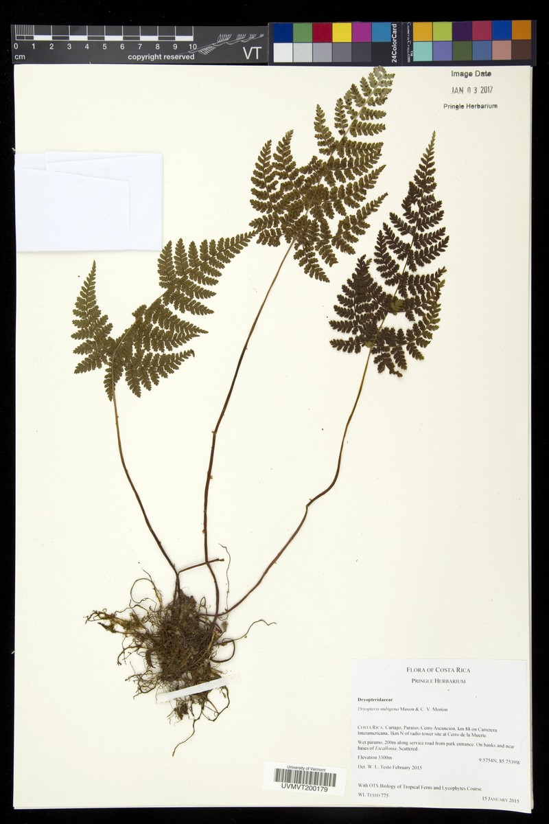Dryopteris nubigena photo 3