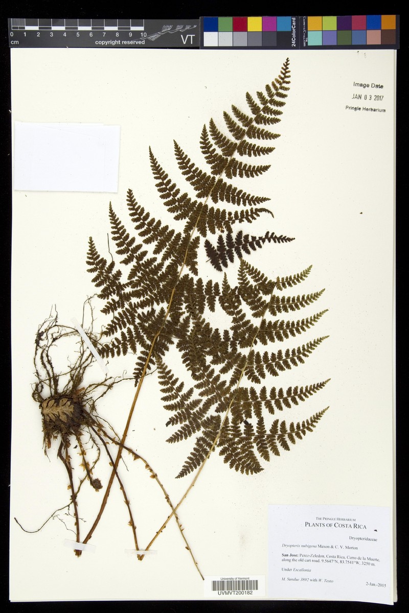 Dryopteris nubigena photo 4