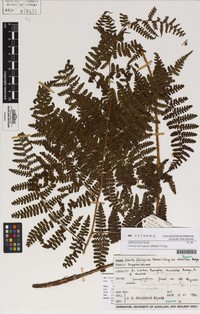 Dryopteris obtusiloba