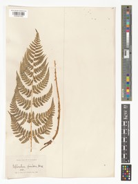 Dryopteris odontoloma
