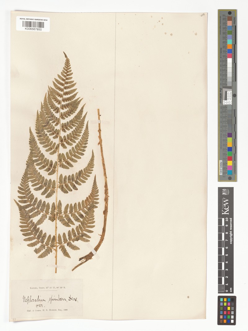 Dryopteris odontoloma
