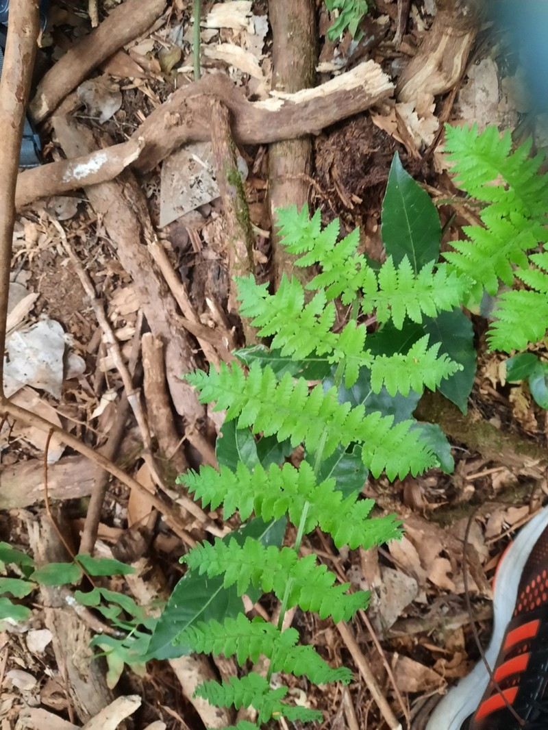 Dryopteris oligodonta photo 2
