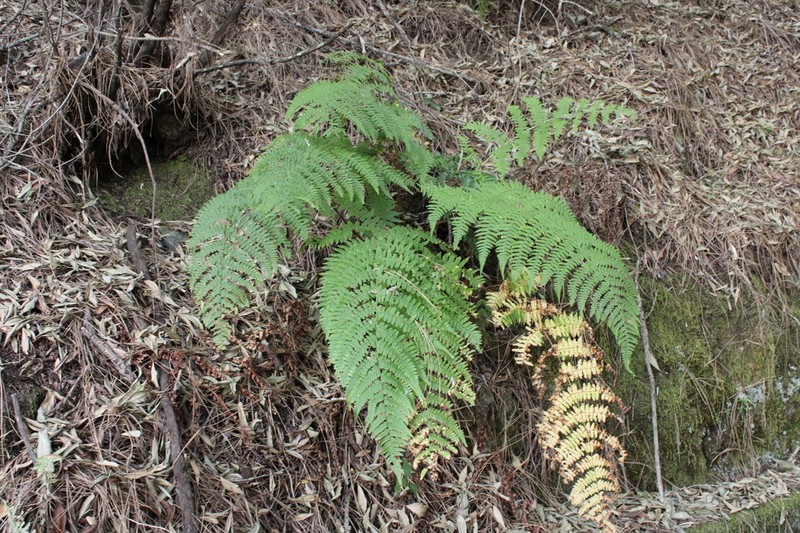Dryopteris oligodonta photo 3