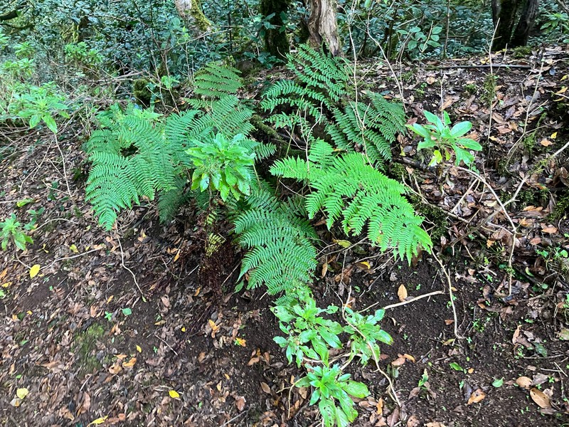 Dryopteris oligodonta photo 4