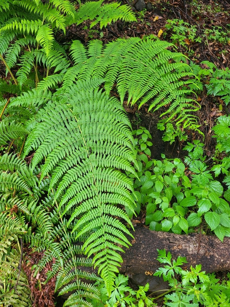 Dryopteris oligodonta photo 5
