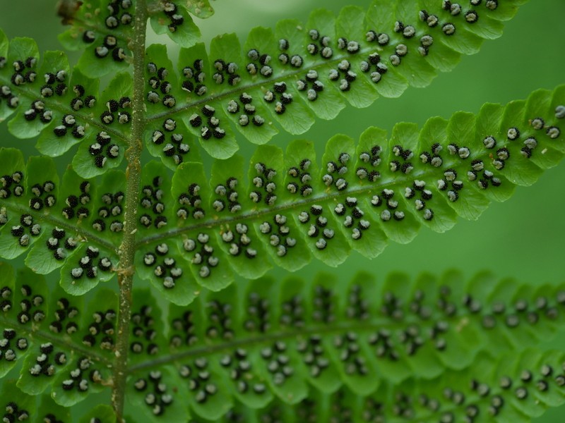 Dryopteris oligodonta photo 6