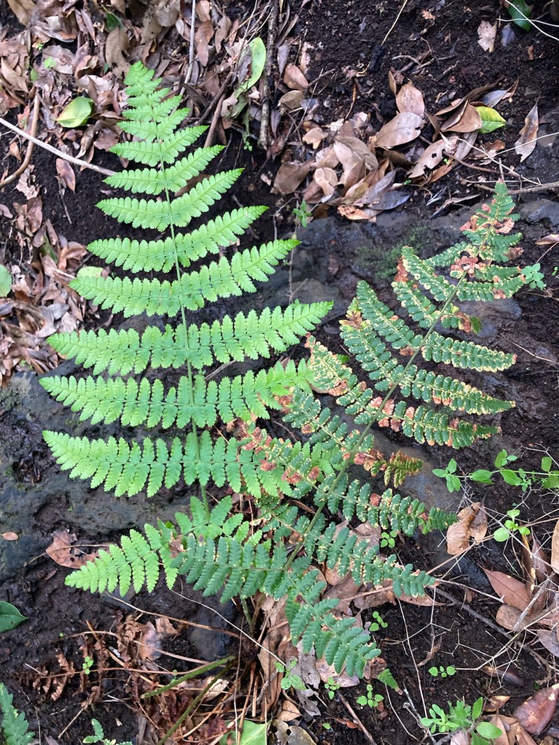 Dryopteris oligodonta photo 7