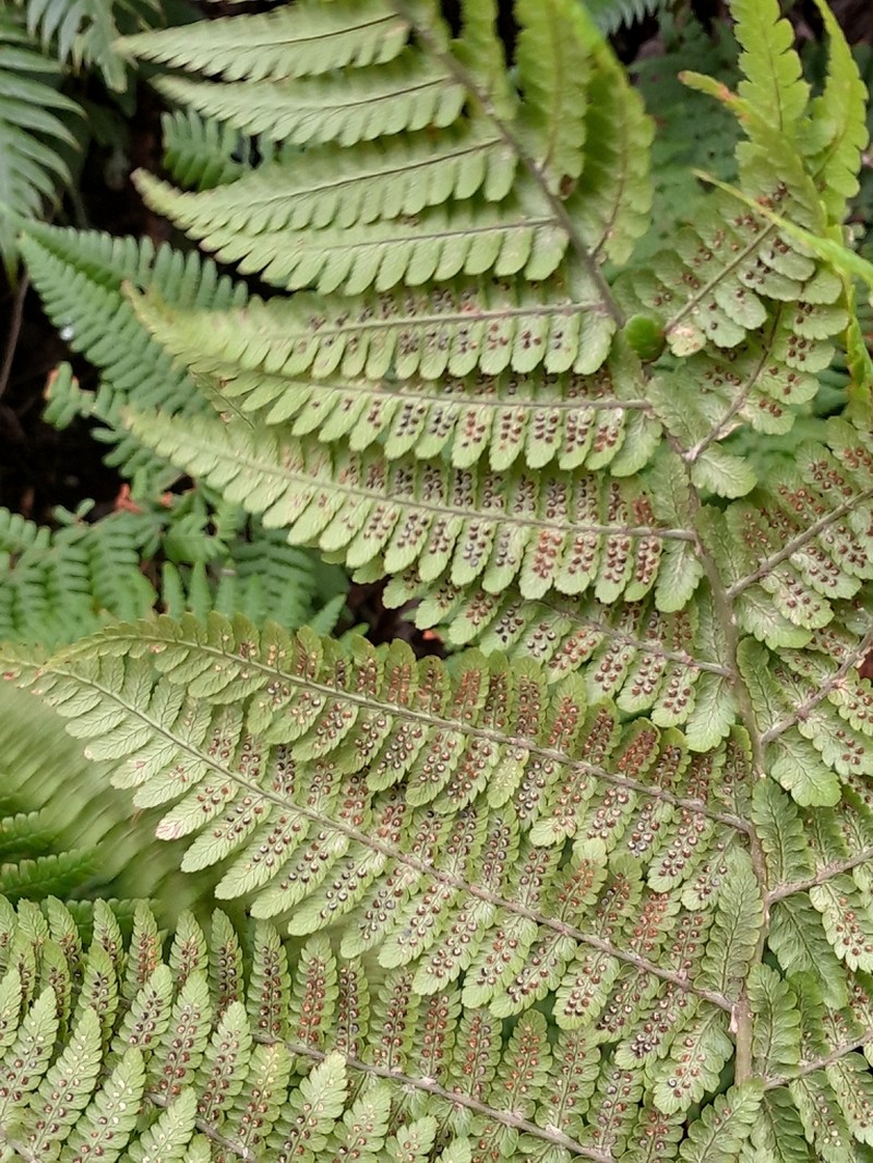 Dryopteris oligodonta photo 8