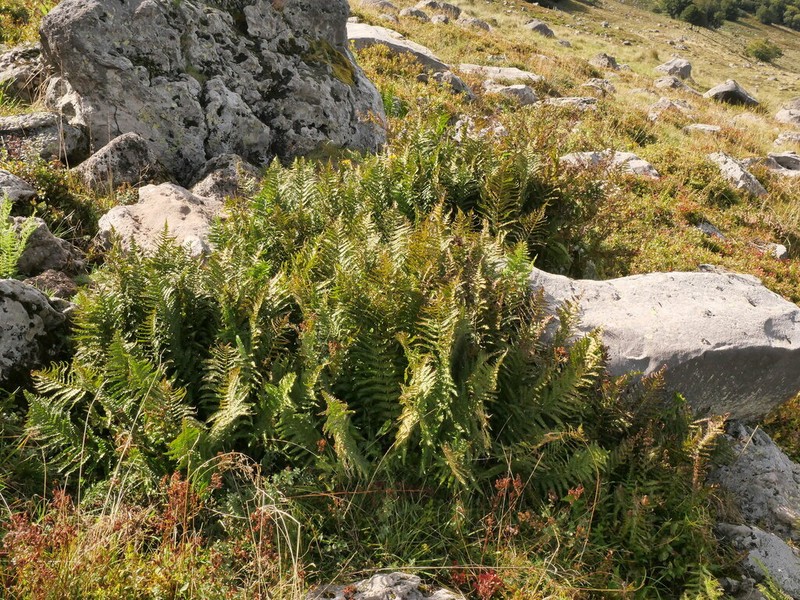 Dryopteris oreades photo 2